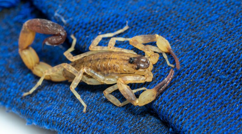 Araxá já registrou 67 acidentes com escorpiões em 2025